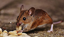 24 Hour & Emergency Exterminators in Mesquite, TX
